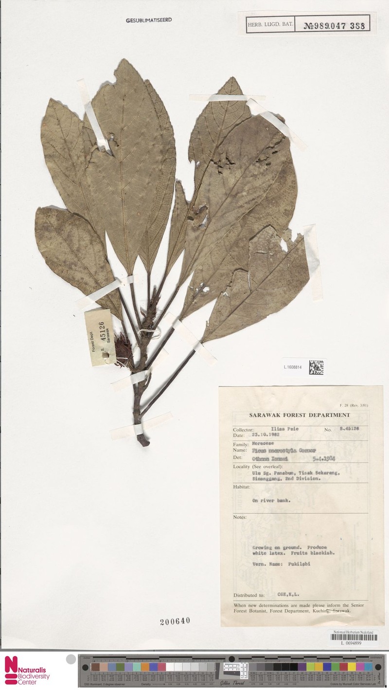 Ficus macrostyla photo 7