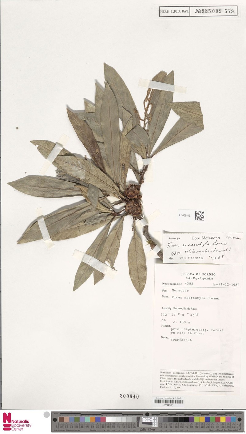 Ficus macrostyla photo 8