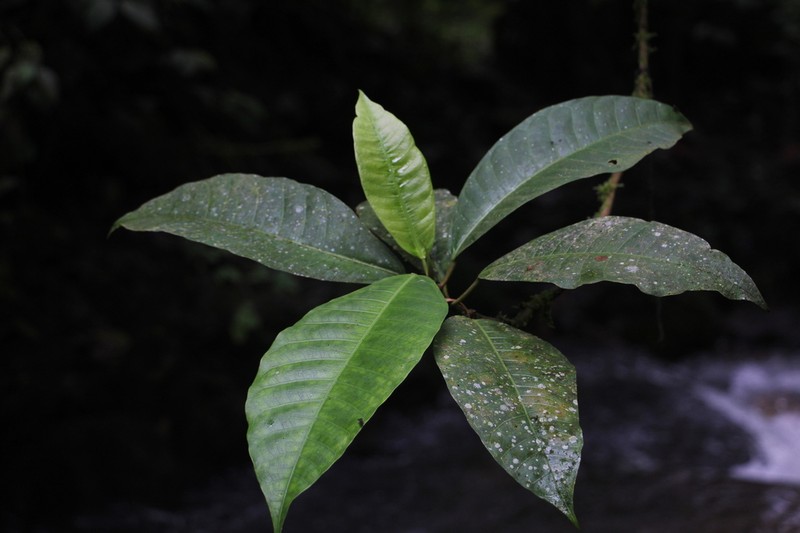 Ficus macrosyce