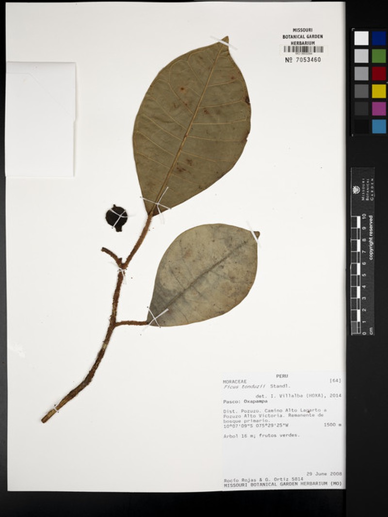 Ficus macrosyce photo 2