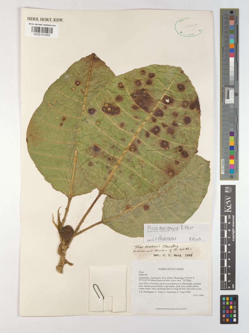 Ficus macrosyce photo 3