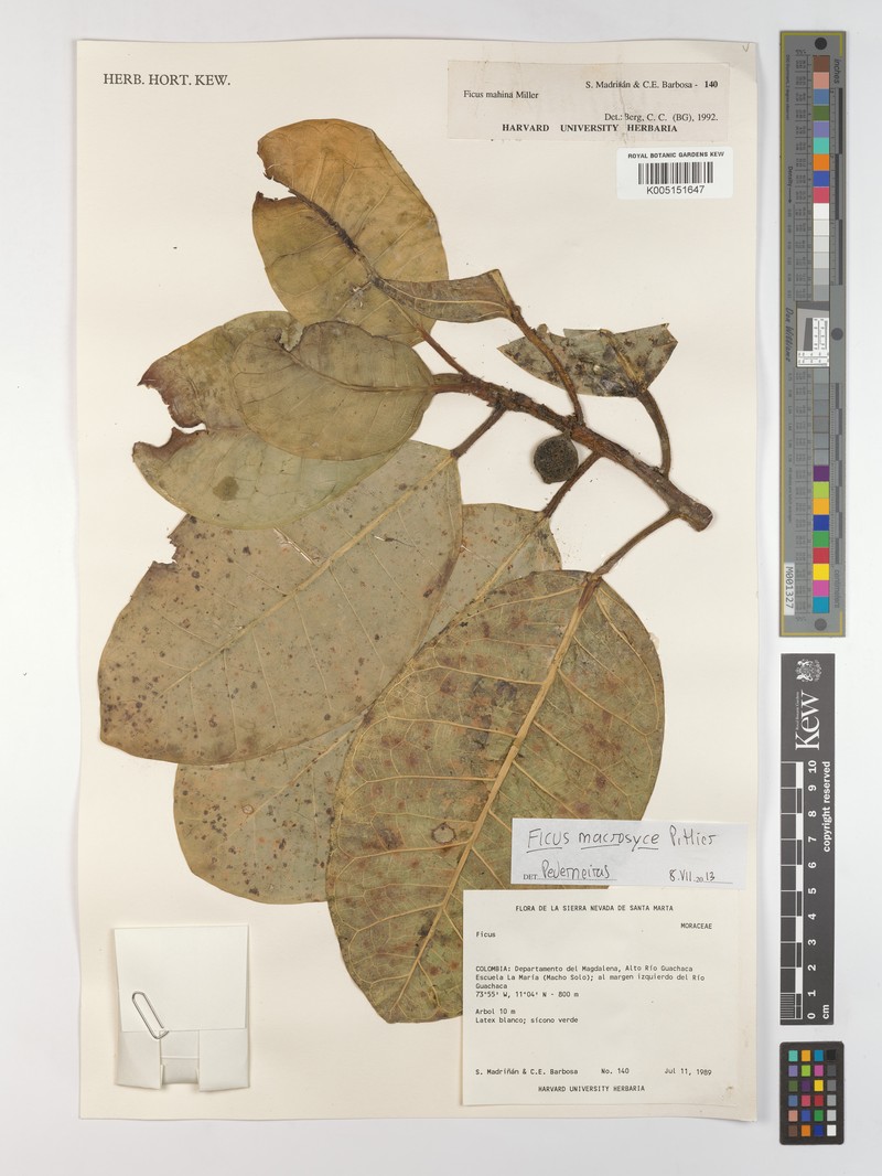Ficus macrosyce photo 4