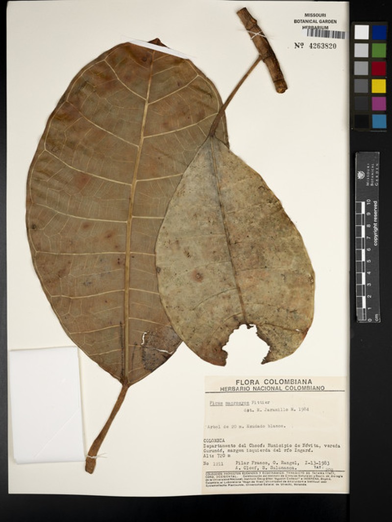 Ficus macrosyce photo 5