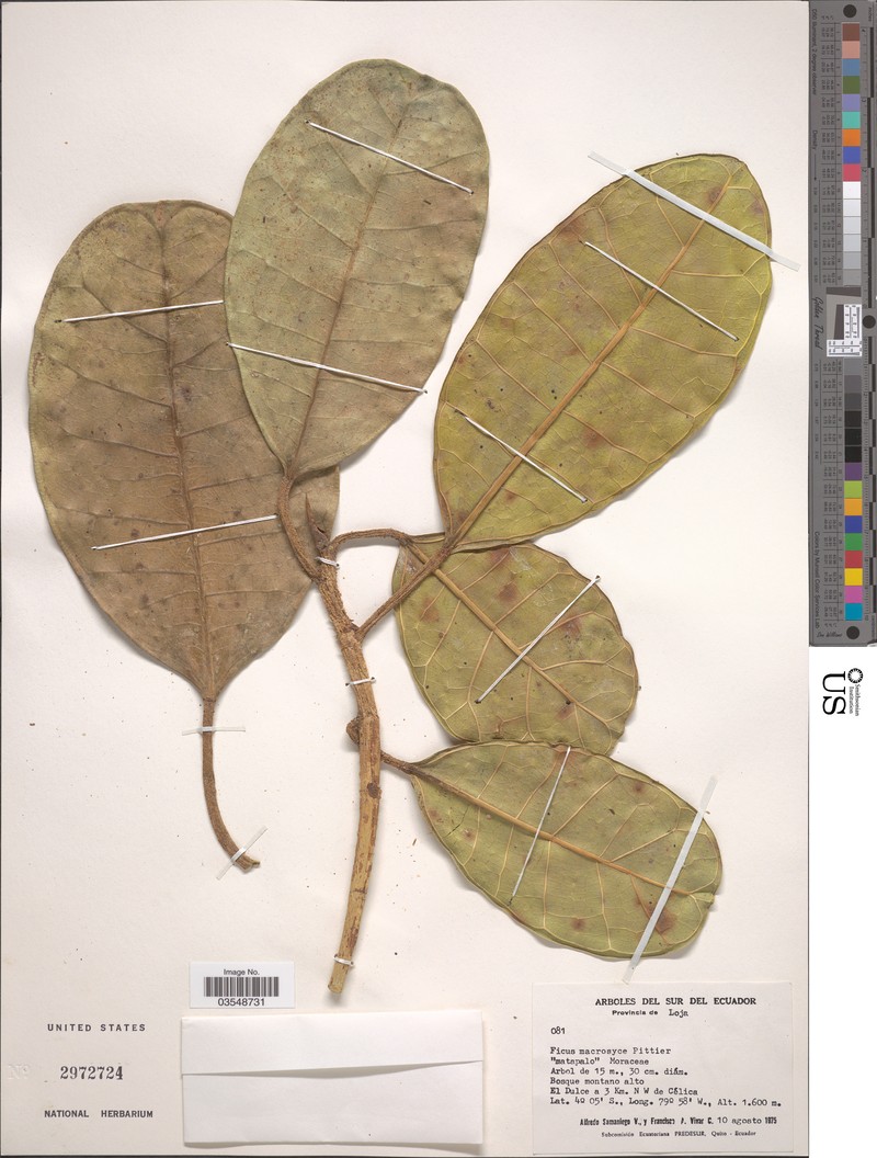 Ficus macrosyce photo 6