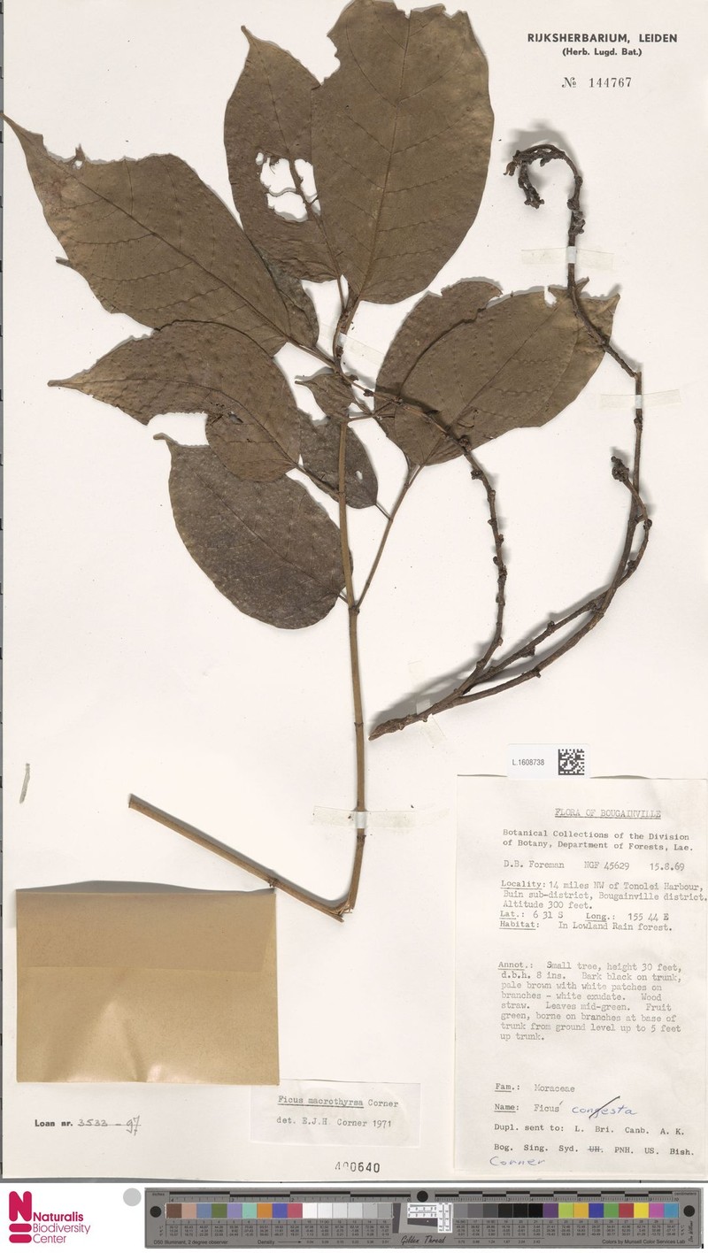 Ficus macrothyrsa