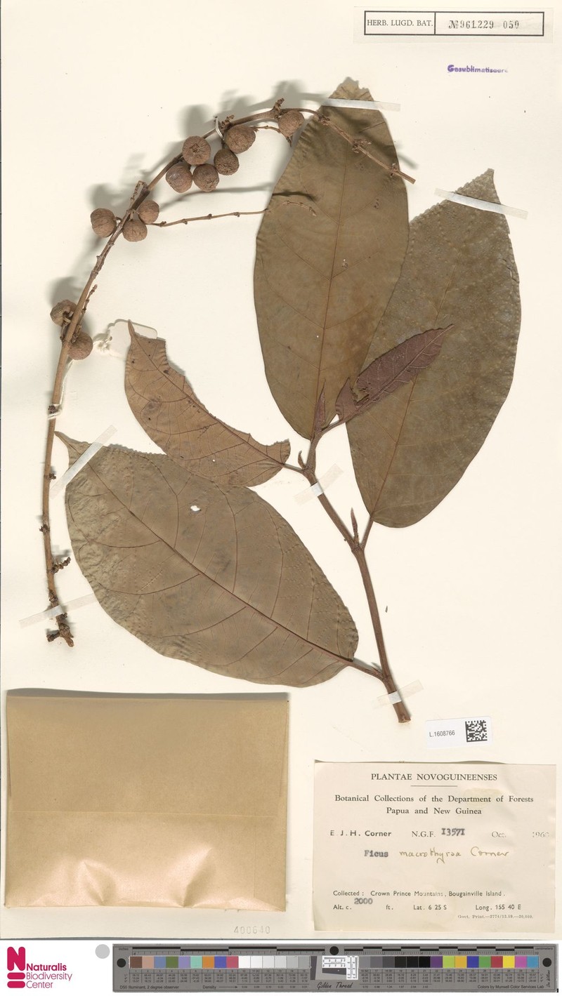 Ficus macrothyrsa photo 2