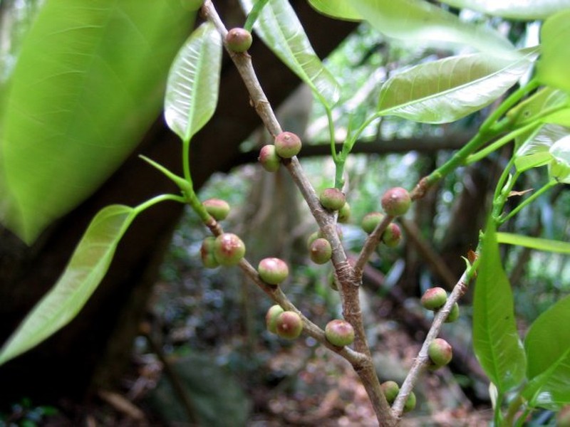 Ficus madagascariensis photo 2