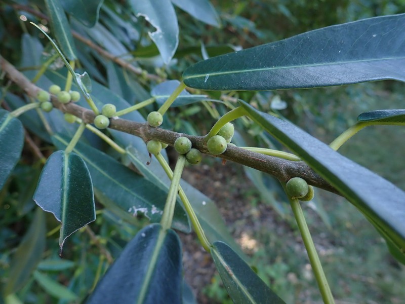 Ficus madagascariensis