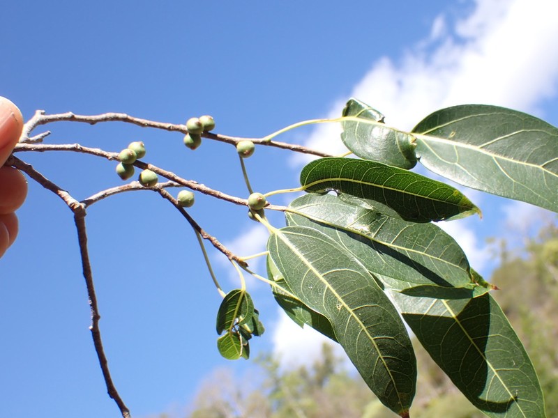 Ficus madagascariensis photo 3