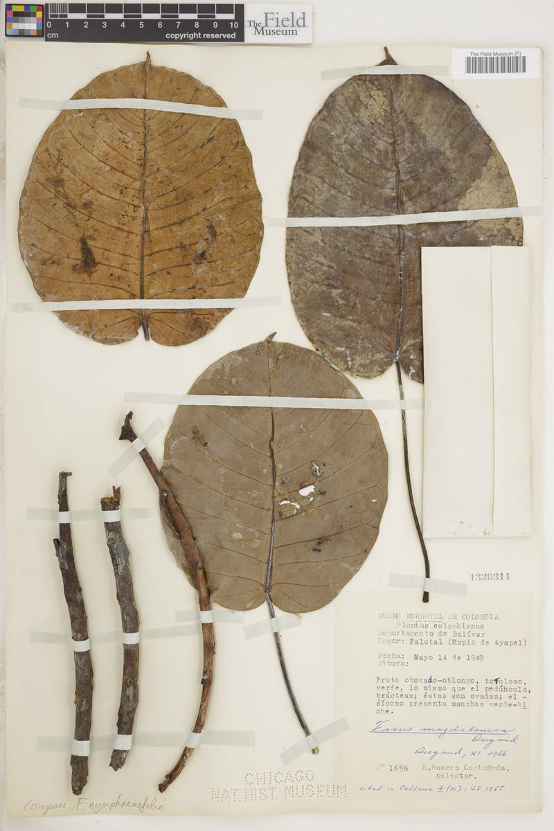 Ficus magdalenica