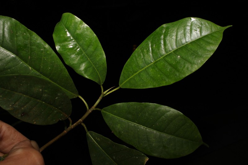 Ficus magnoliifolia