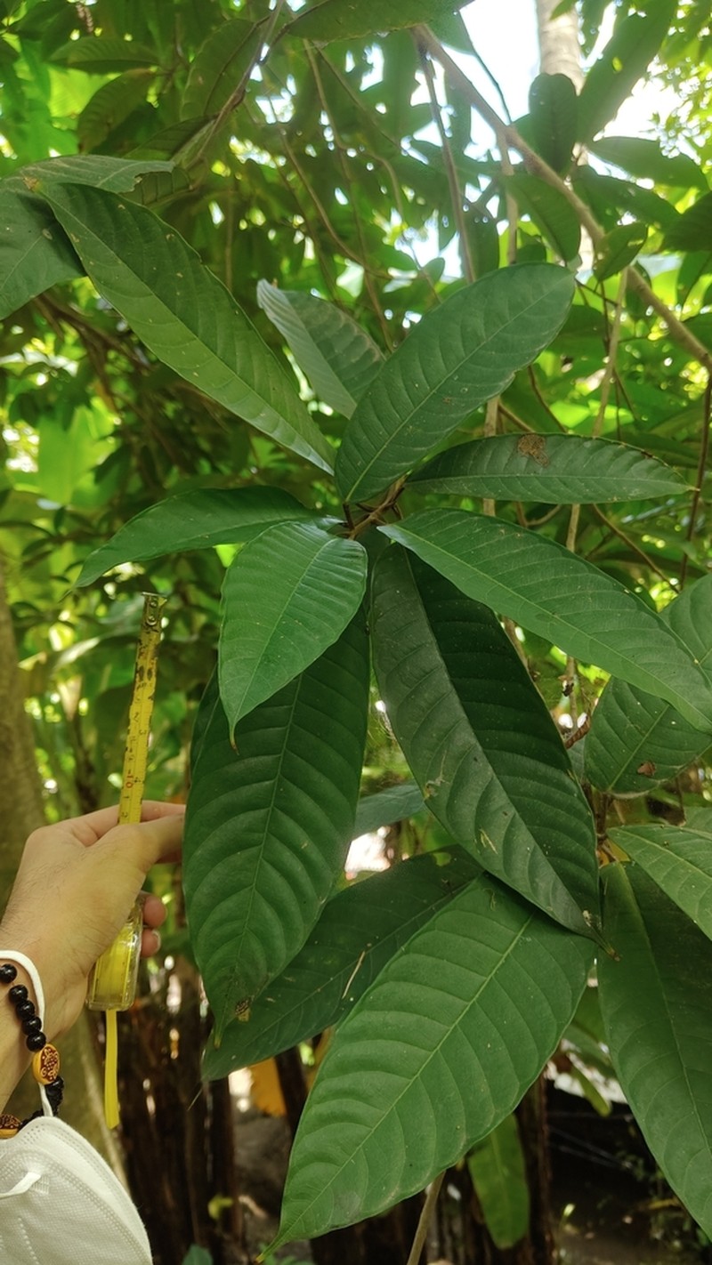 Ficus magnoliifolia photo 2