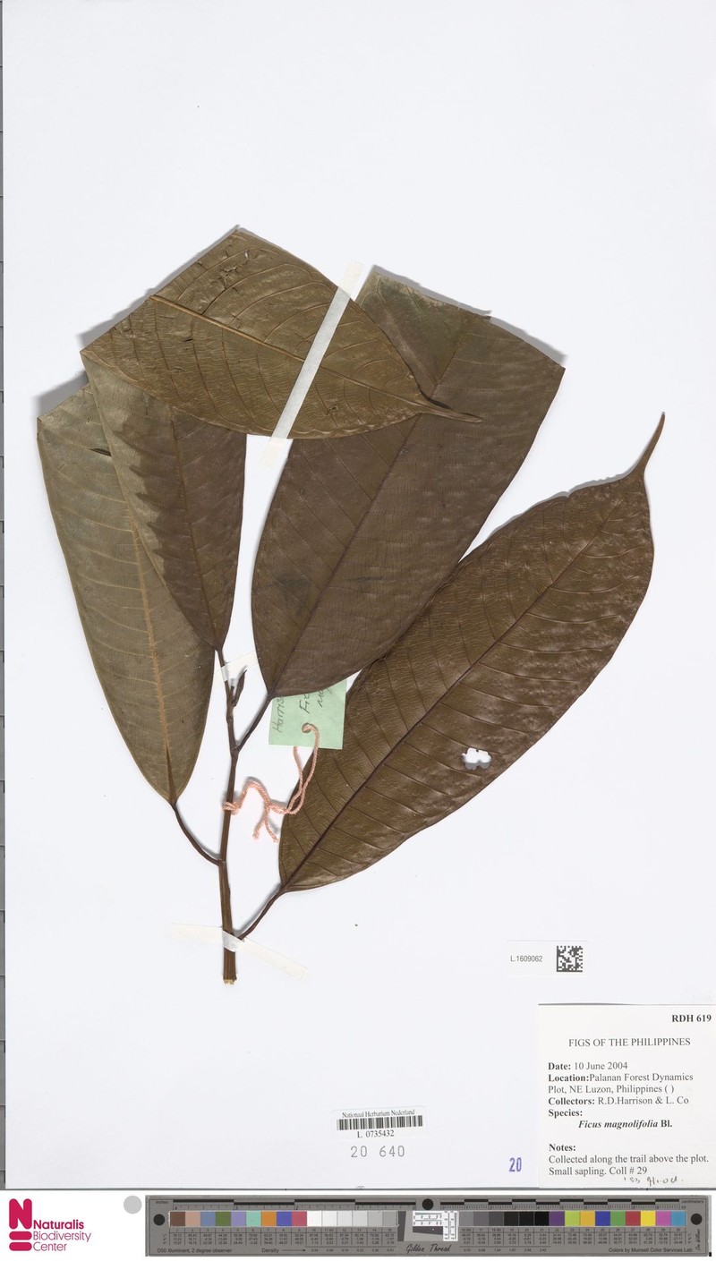 Ficus magnoliifolia photo 3