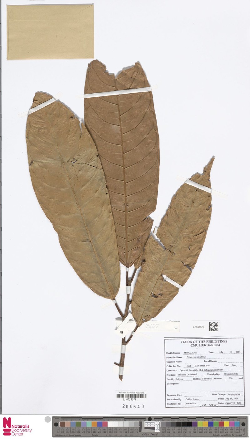 Ficus magnoliifolia photo 4