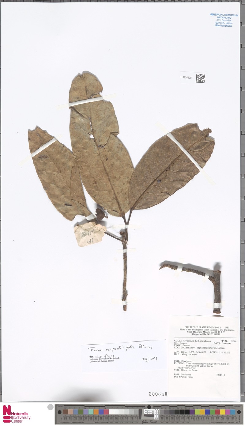 Ficus magnoliifolia photo 5