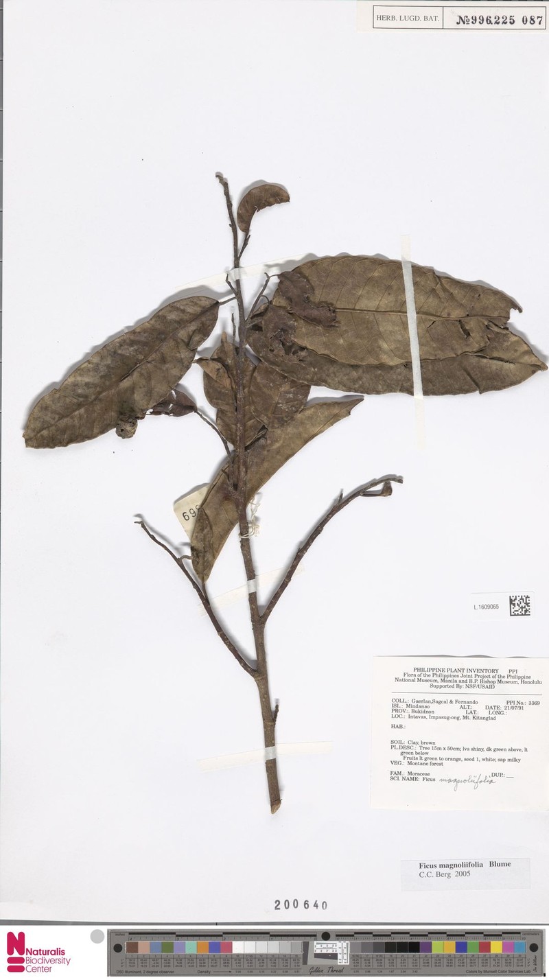 Ficus magnoliifolia photo 6