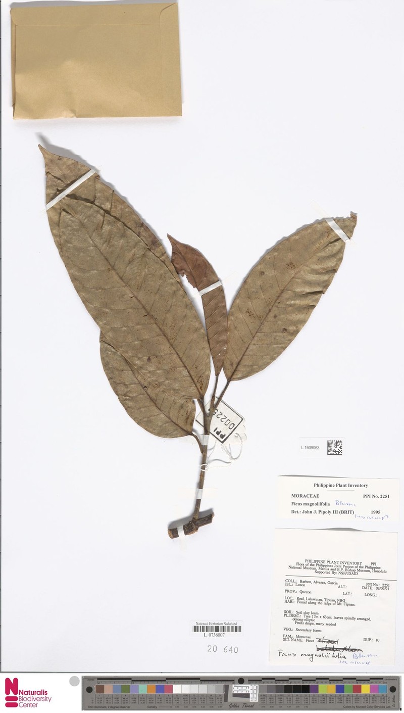 Ficus magnoliifolia photo 7