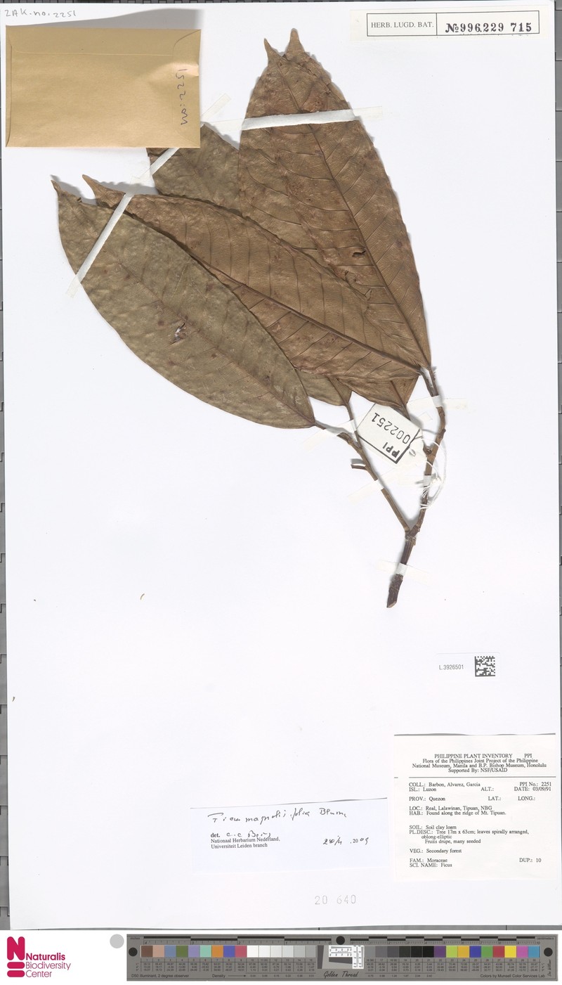 Ficus magnoliifolia photo 8