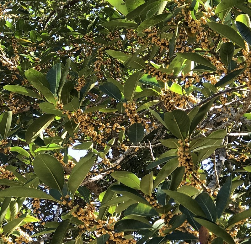 Ficus maitin