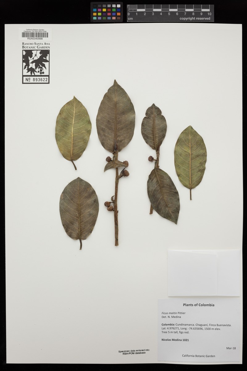 Ficus maitin photo 2