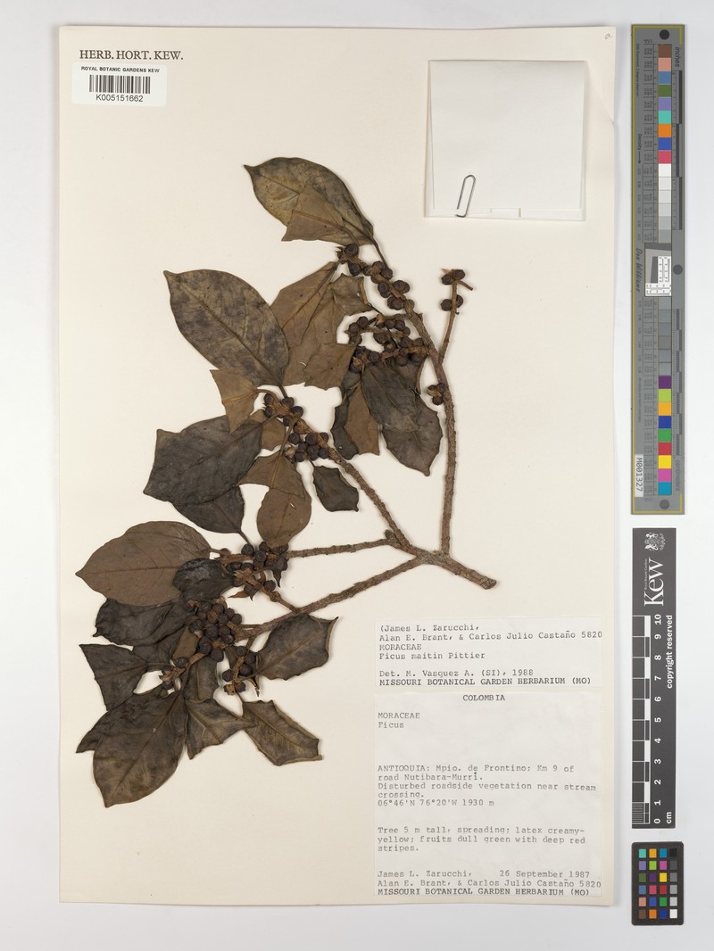 Ficus maitin photo 3