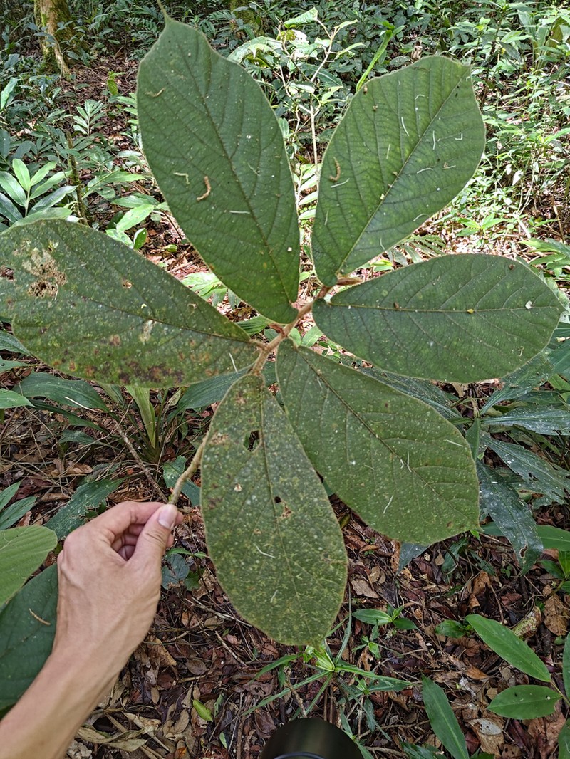 Ficus malayana photo 6