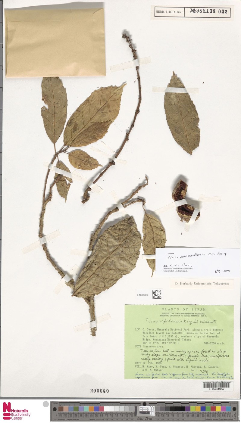Ficus manuselensis photo 2