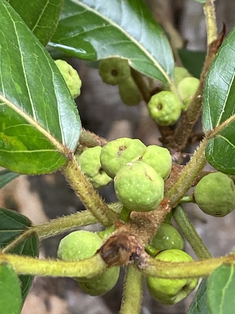 Ficus mariae photo 2