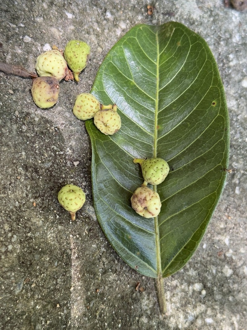 Ficus mariae photo 4