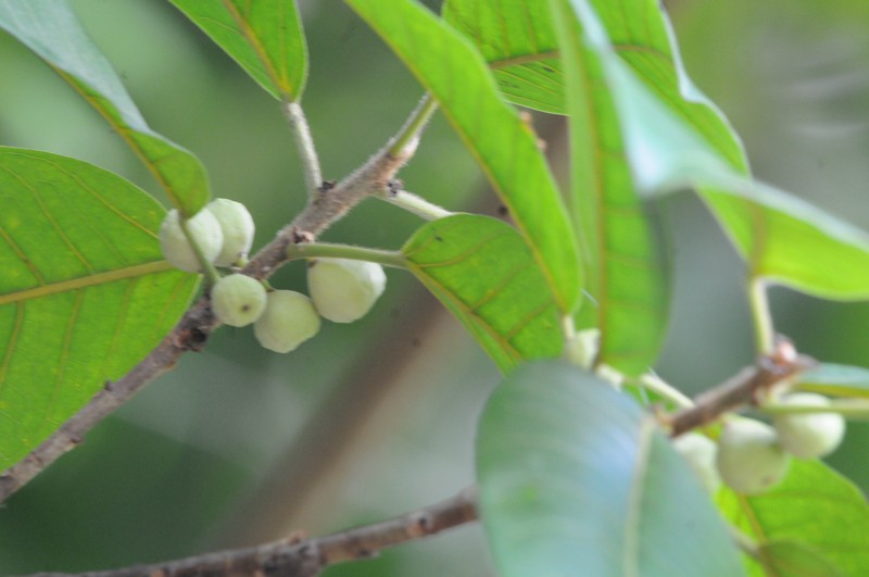 Ficus mariae photo 6