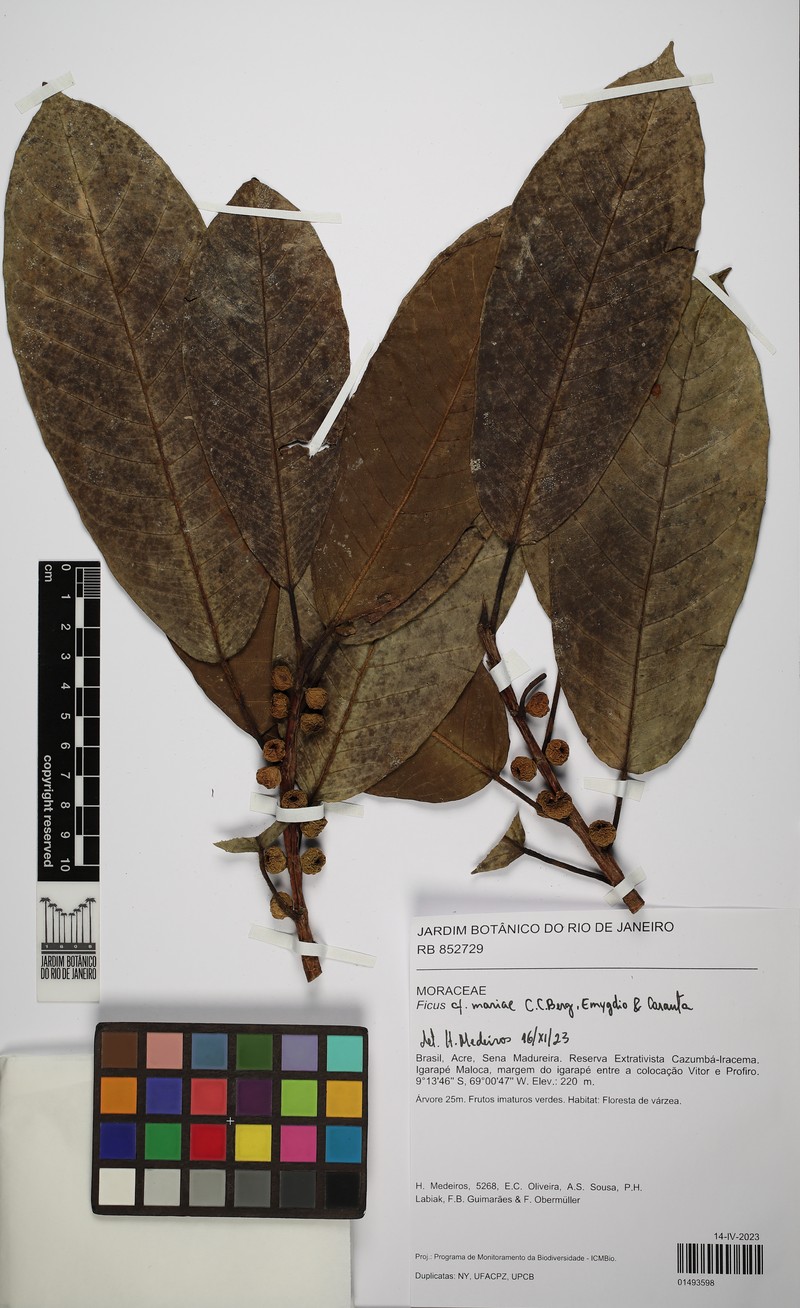Ficus mariae photo 8