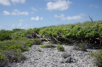 Ficus marmorata