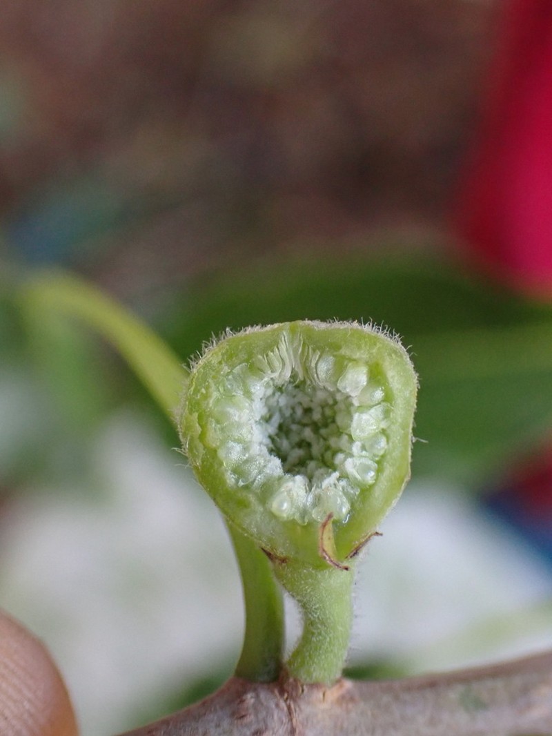 Ficus marmorata photo 2