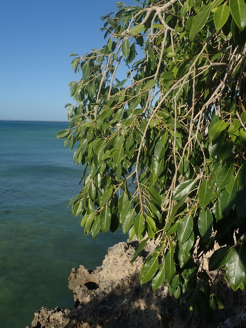 Ficus marmorata photo 3