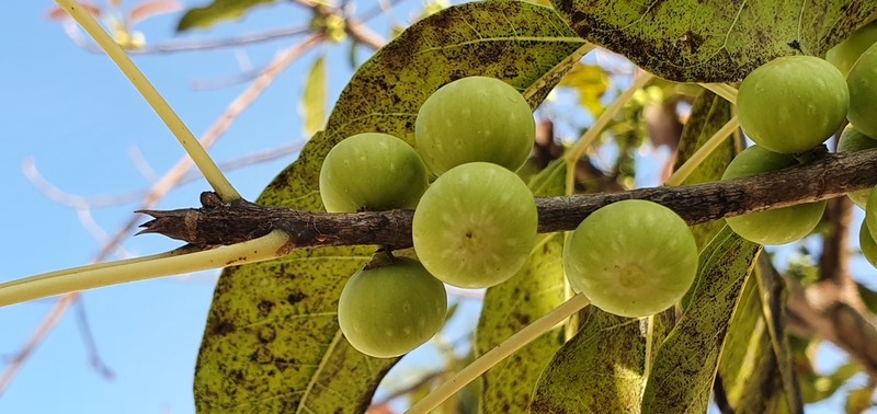 Ficus marmorata photo 4