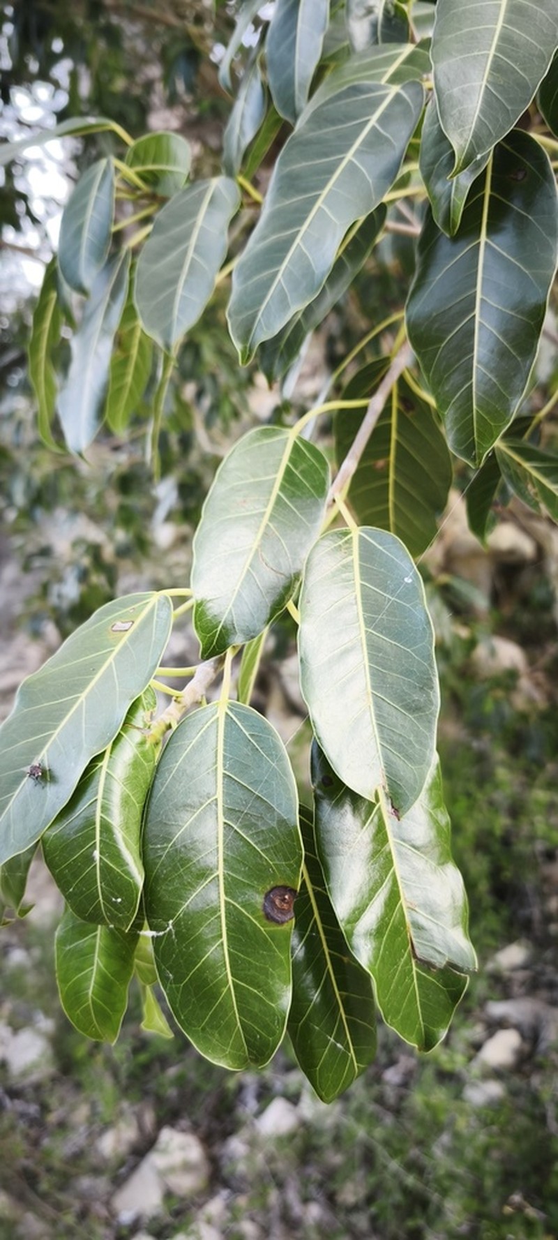 Ficus marmorata photo 5