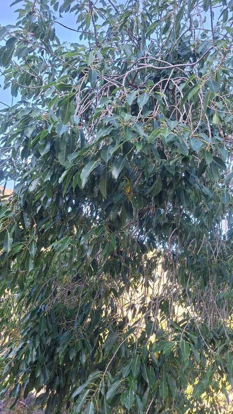 Ficus marmorata photo 6