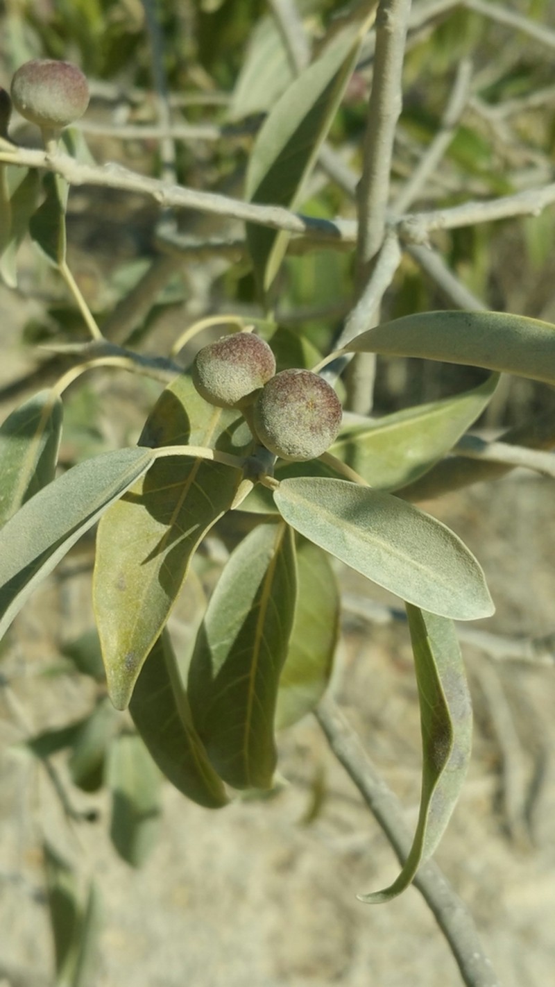 Ficus marmorata photo 7