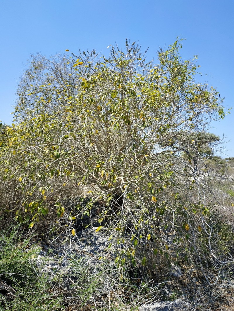 Ficus marmorata photo 8