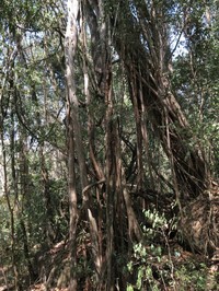 Ficus maroma