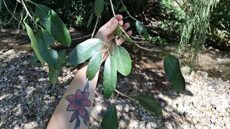 Ficus maroma photo 2