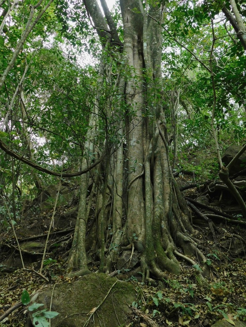 Ficus maroma photo 3