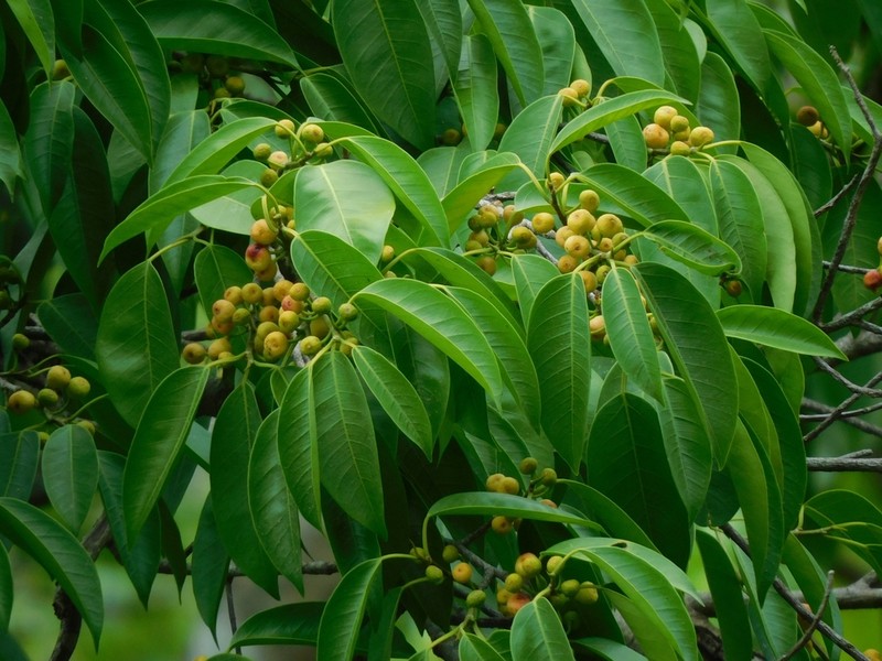 Ficus maroma photo 4