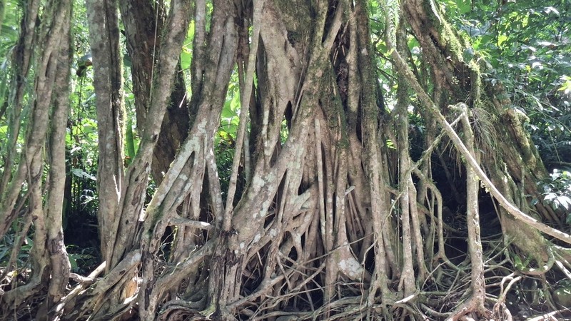 Ficus maroma photo 5