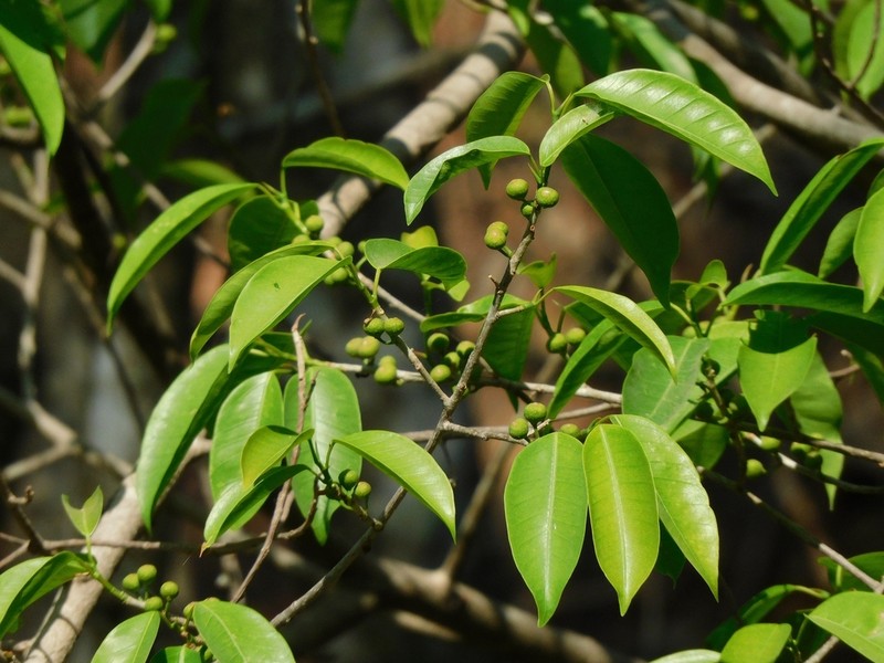 Ficus maroma photo 6