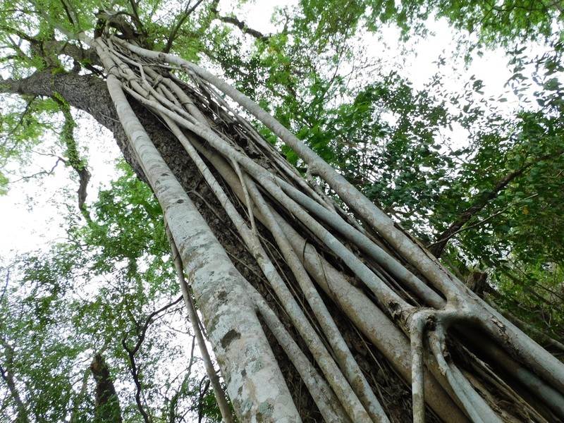 Ficus maroma photo 7