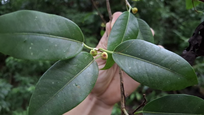 Ficus maroma photo 8