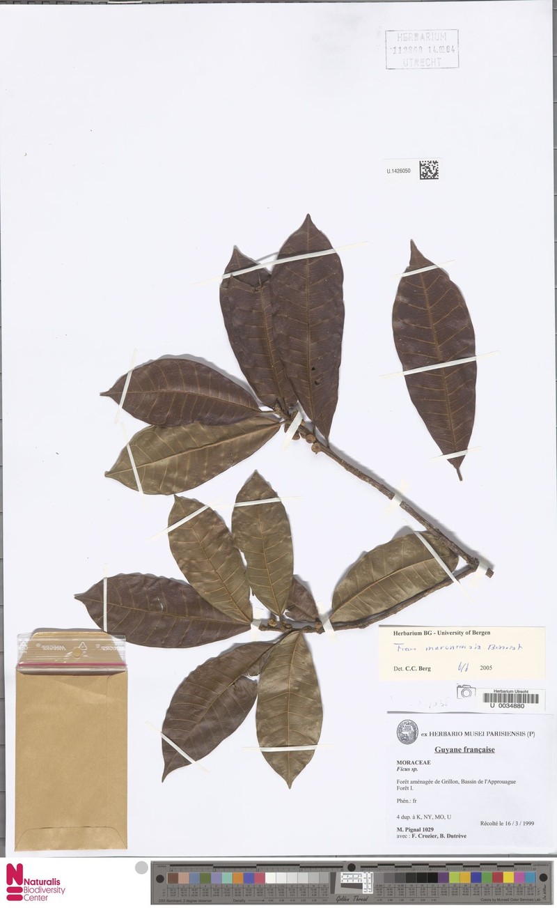 Ficus maroniensis photo 2