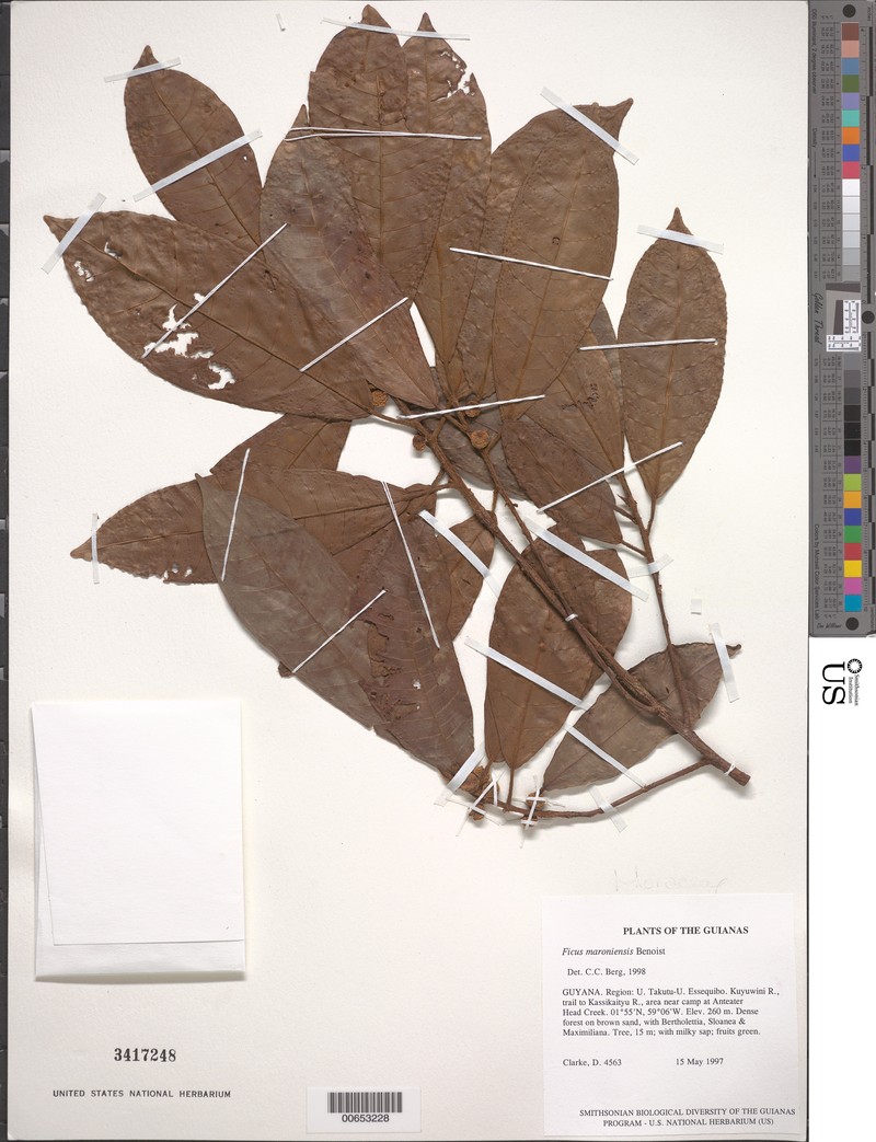 Ficus maroniensis photo 3