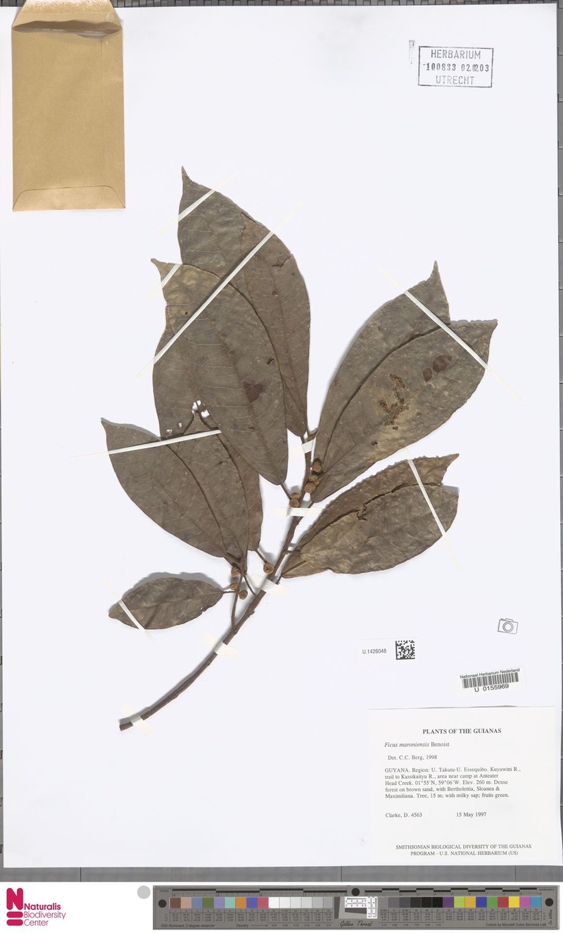 Ficus maroniensis photo 4